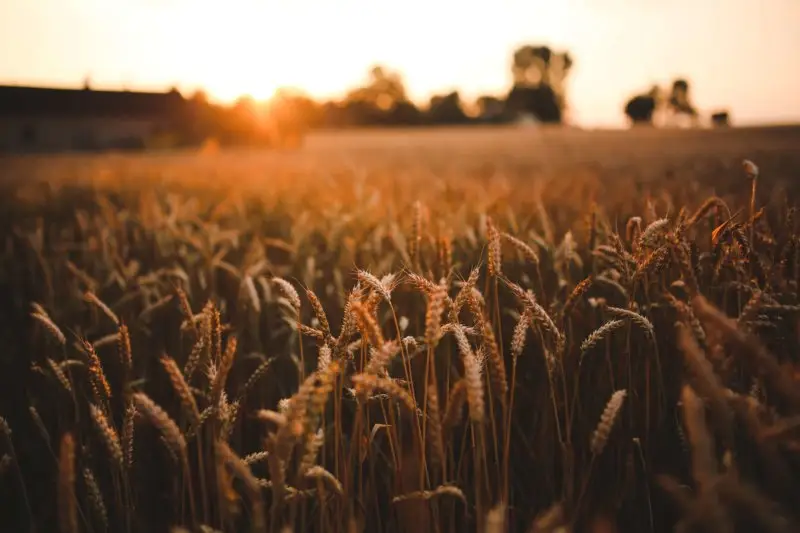 Reach More Students by Sowing Broadly